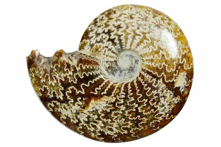 Polished Ammonite (Cleoniceras) Fossil - Madagascar #352373